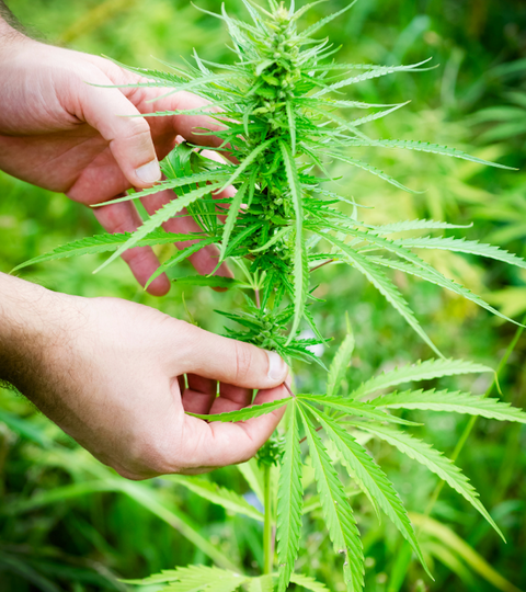 hemp plants