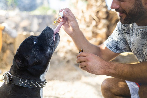 man giving his dog CBD oil