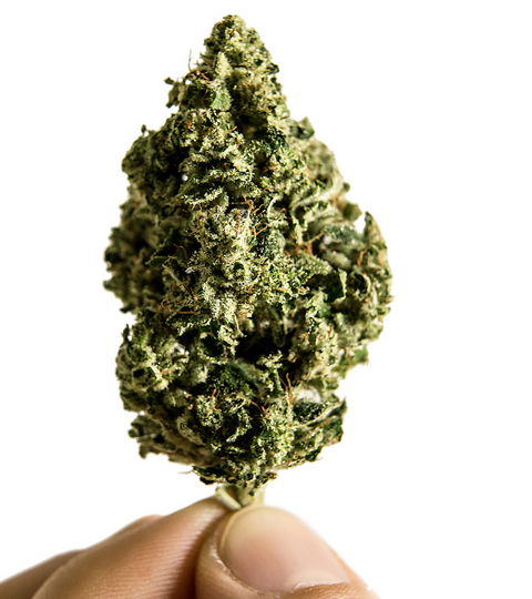 cannabis bud